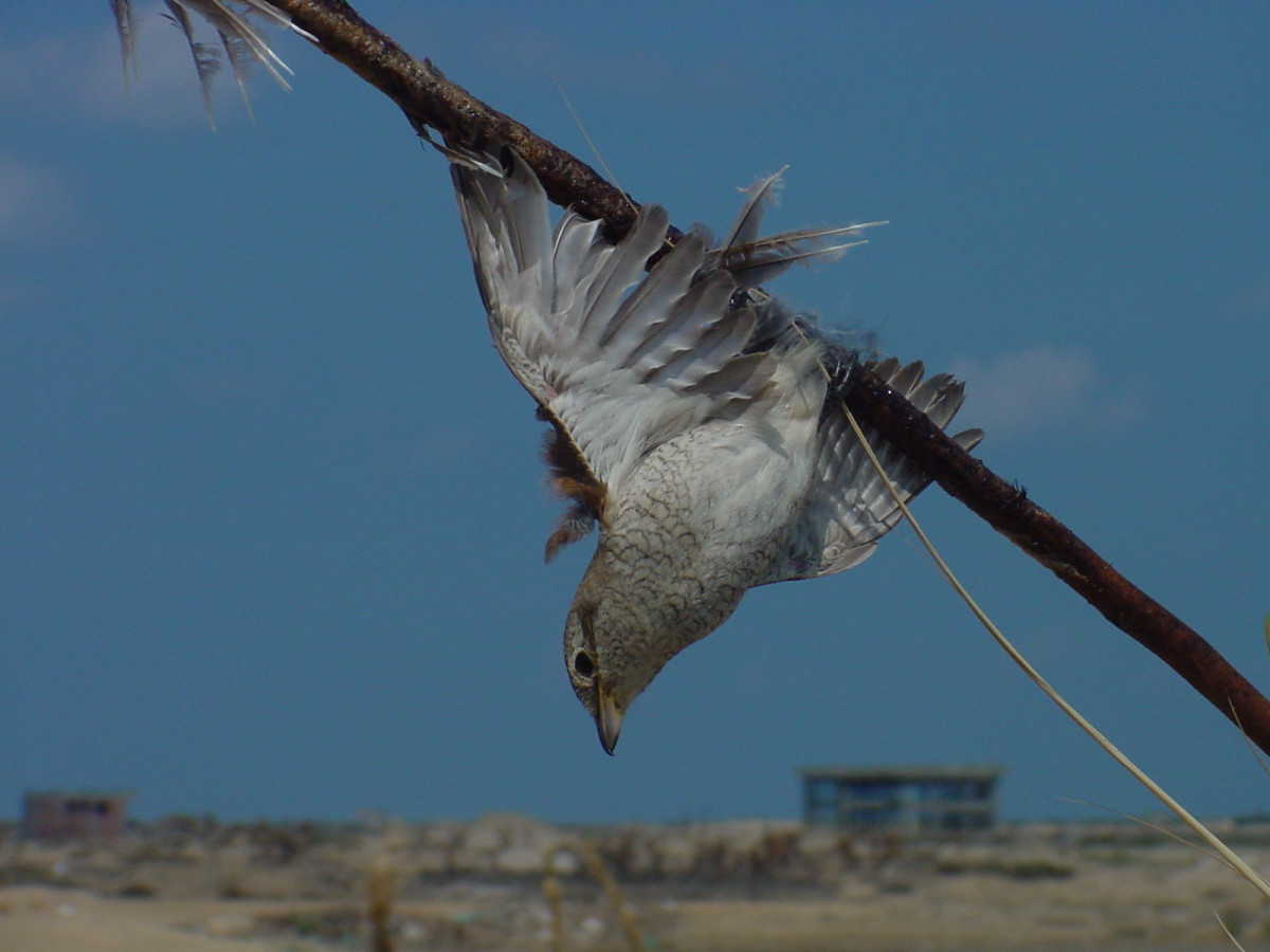 A Bird trapped in a net - © Mindy El Bashir